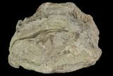 Xiphactinus (Cretaceous Fish) Vertebra - Kansas #102667-2